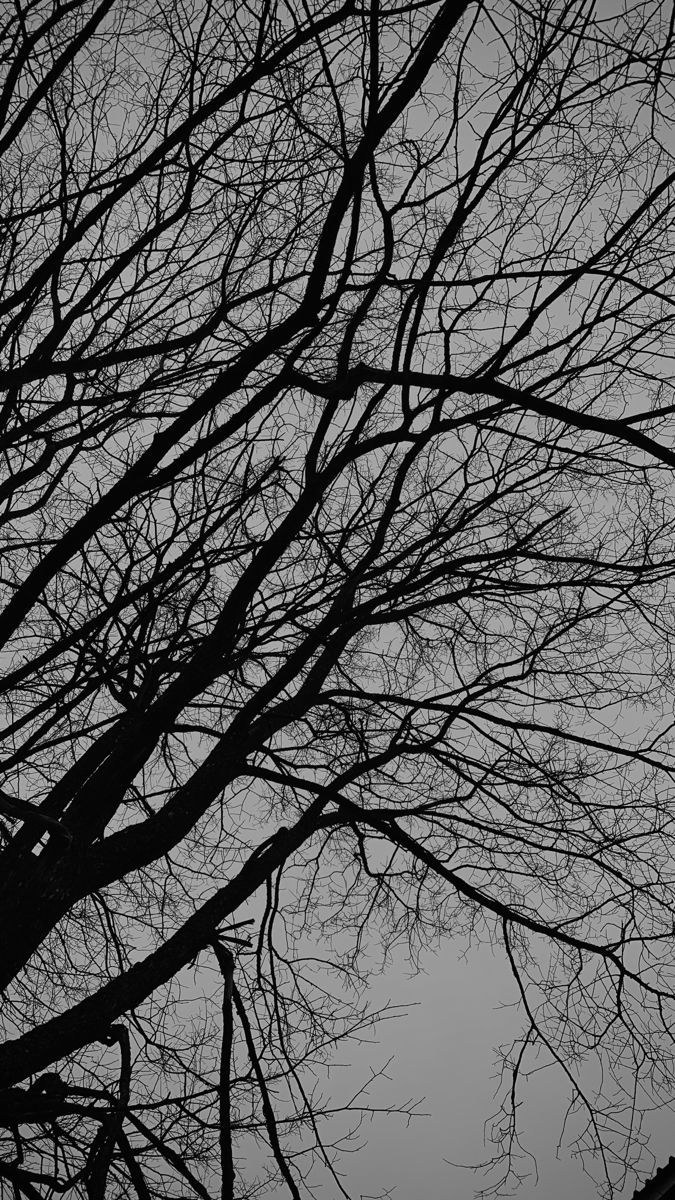 Reference photograph of bare tree branches against the sky